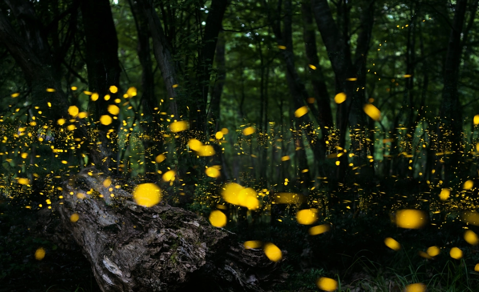 台灣螢火蟲季節