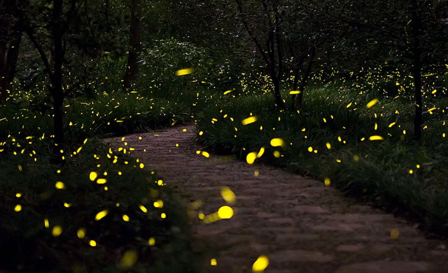 台灣古厝螢火蟲季節