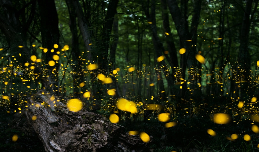 拍攝螢火蟲教學