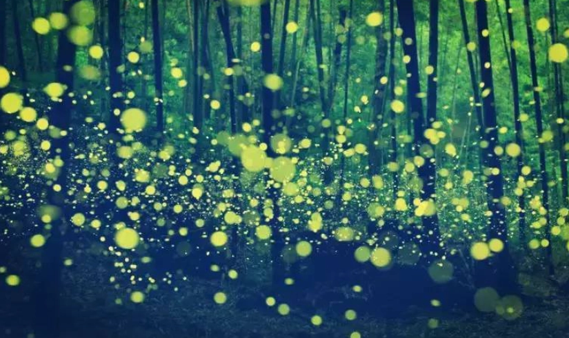 拍攝螢火蟲教學