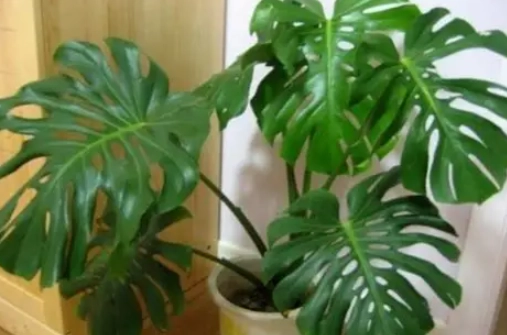 龜背芋養護方法