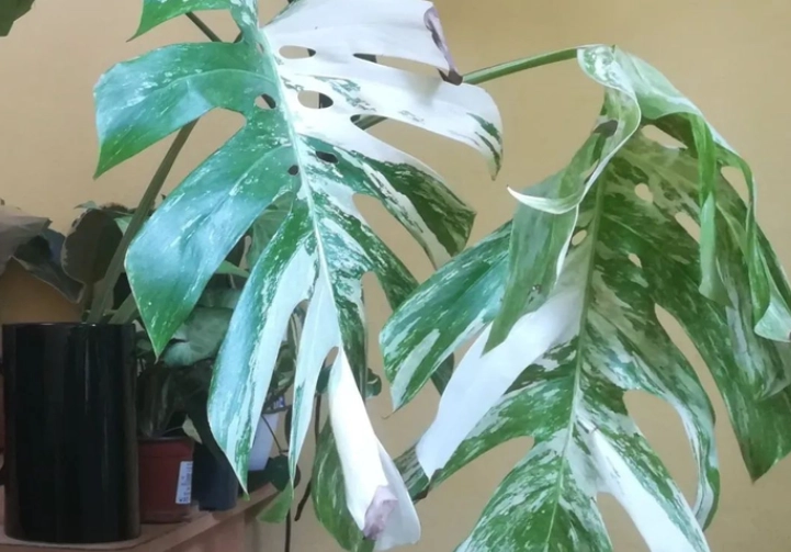 龜背芋養護方法