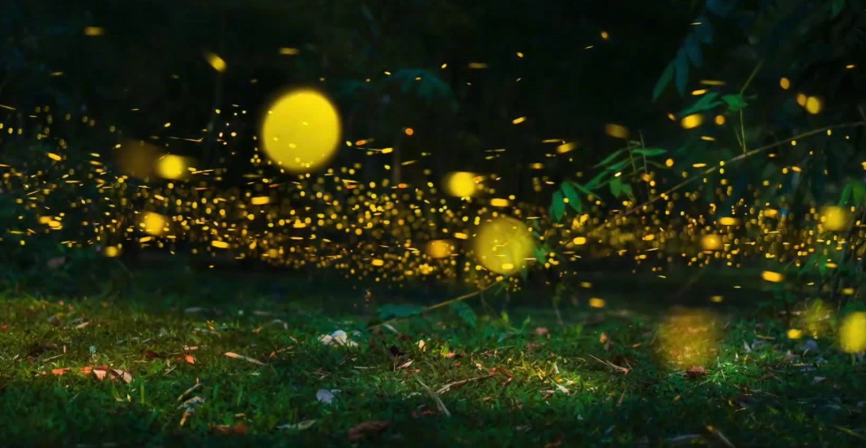 螢火蟲觀賞景點