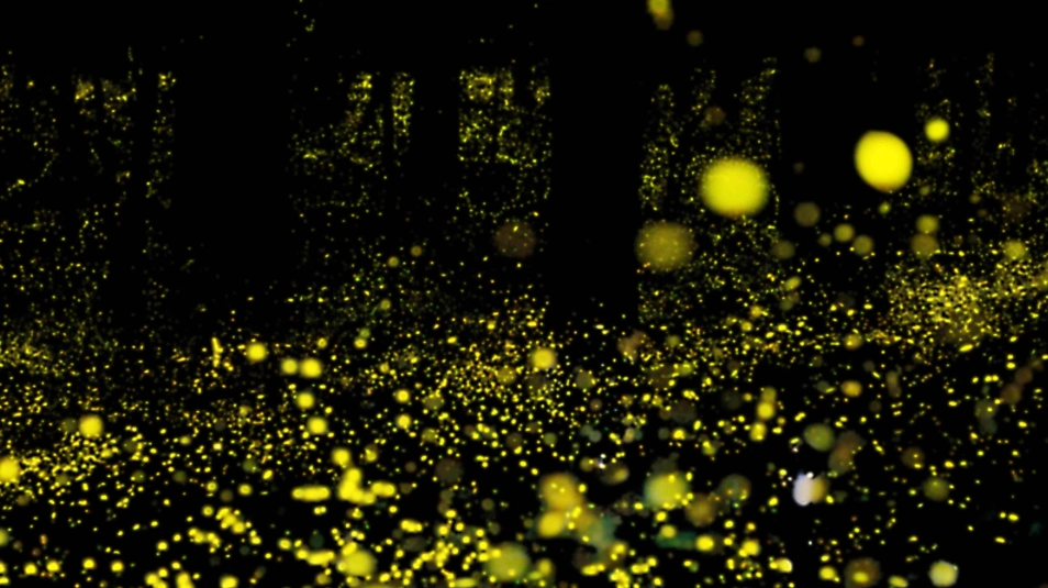 螢火蟲攝影技巧