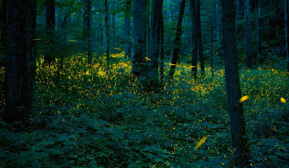 平溪螢火蟲季節