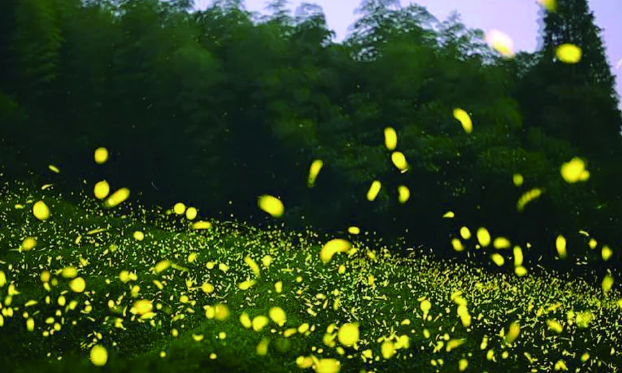 台灣螢火蟲季節