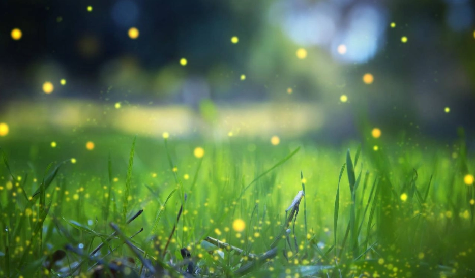 螢火蟲拍攝地點