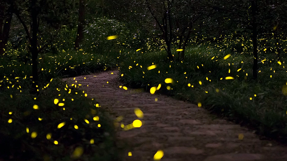 台灣螢火蟲季節