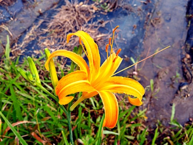 金針花中毒怎麼辦