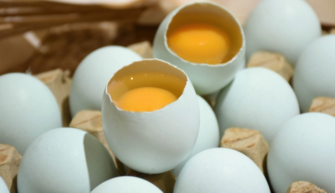 烏骨雞的蛋