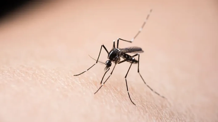 蚊子咬消腫方法