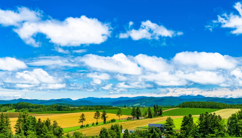 北海道自駕禁止真相解析：完整指南與替代方案