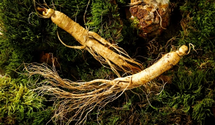 熬夜吃什么中药