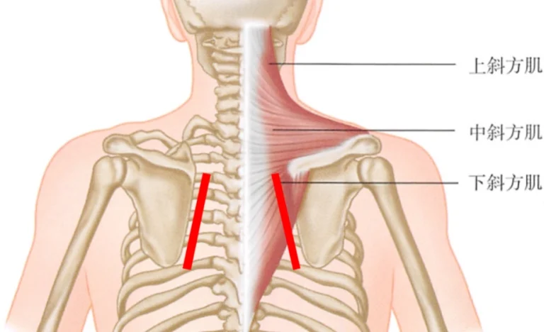 斜方肌放鬆
