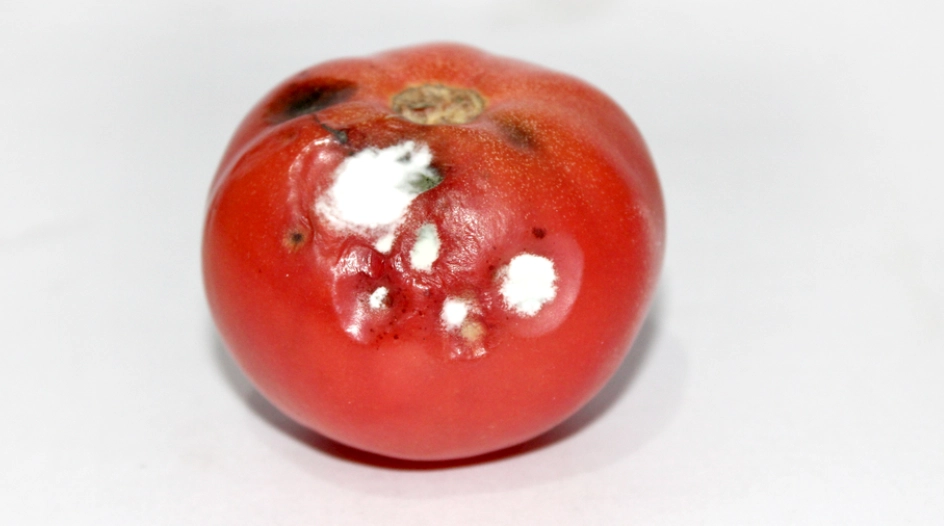 食物變質處理 食物變質處理