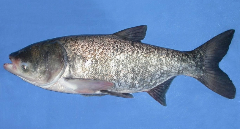 冷凍魚方法 冷凍魚方法