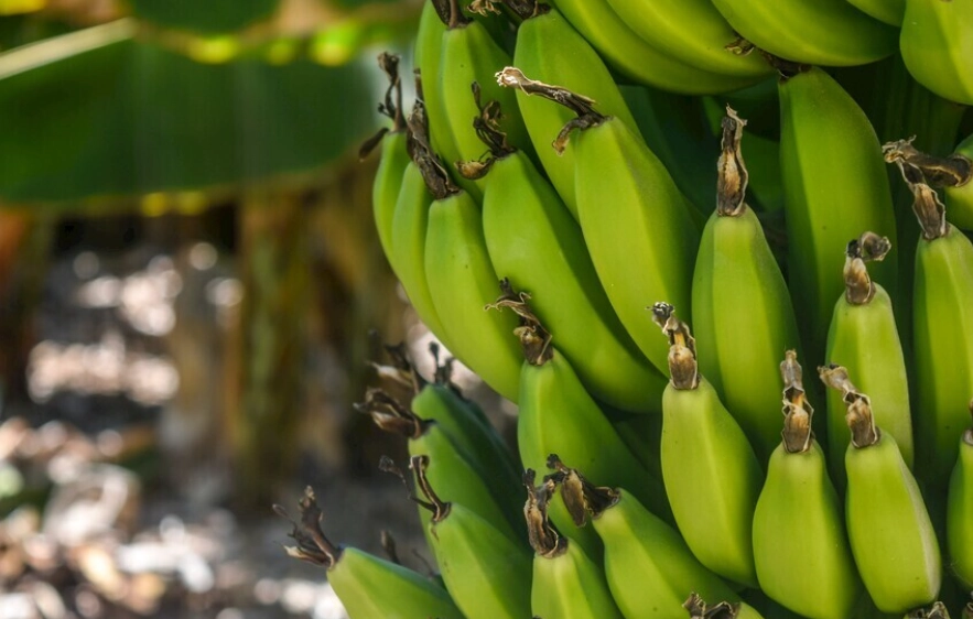 抗性澱粉好處 抗性澱粉好處