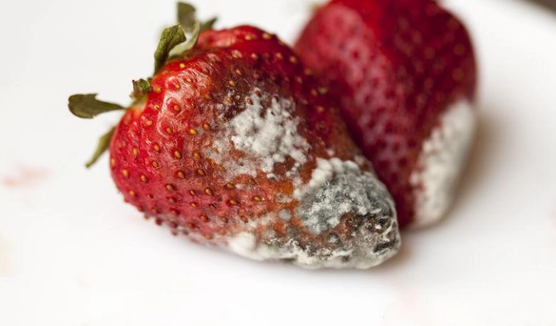 食物變質處理 食物變質處理