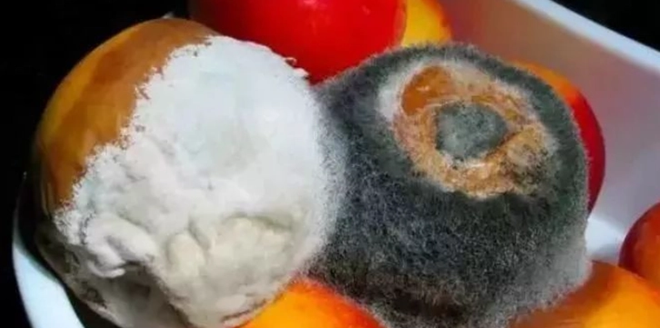 食物中毒預防 食物中毒預防