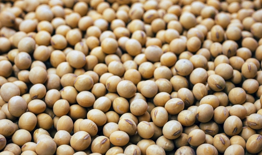 大豆分離蛋白副作用