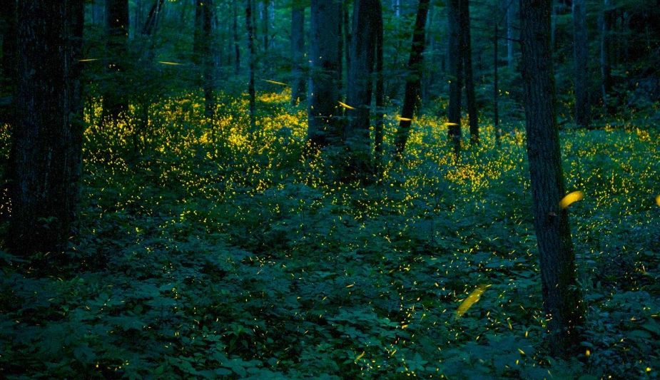 宜蘭螢火蟲季節