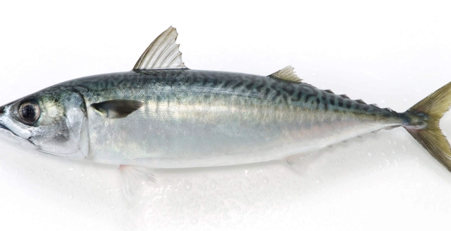 鯖魚汞含量