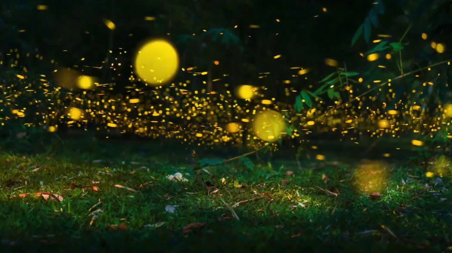 宜蘭螢火蟲季節