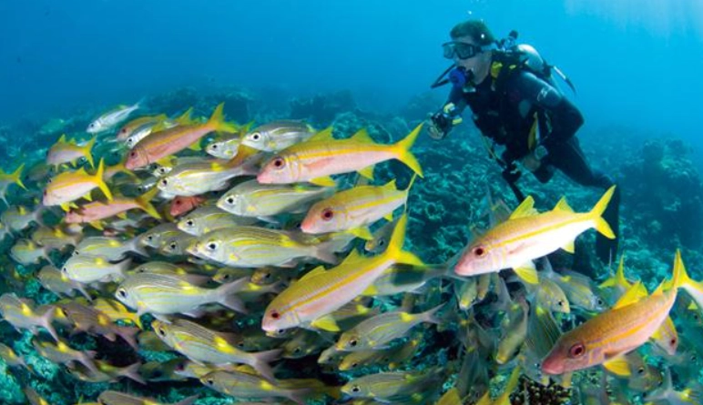 馬爾地夫潛水季節