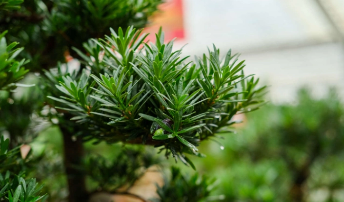 室內植物養護 室內植物養護