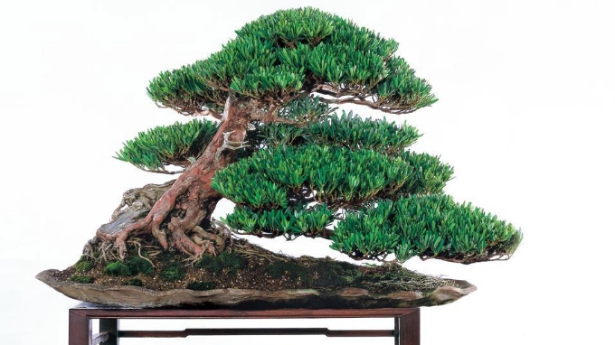 羅漢松嫁接方法