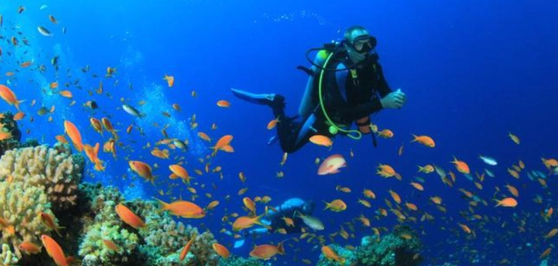 馬爾地夫潛水季節