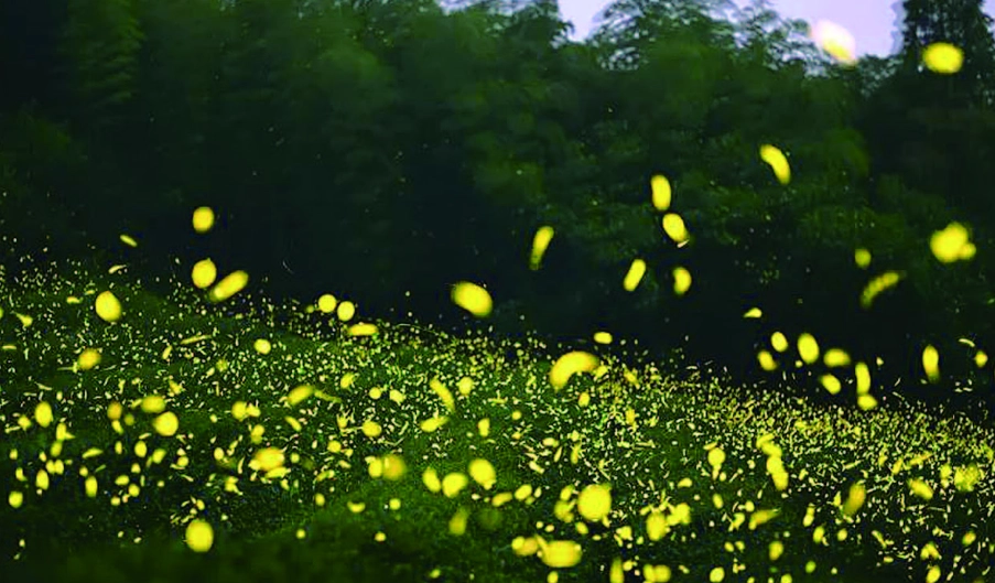 宜蘭螢火蟲