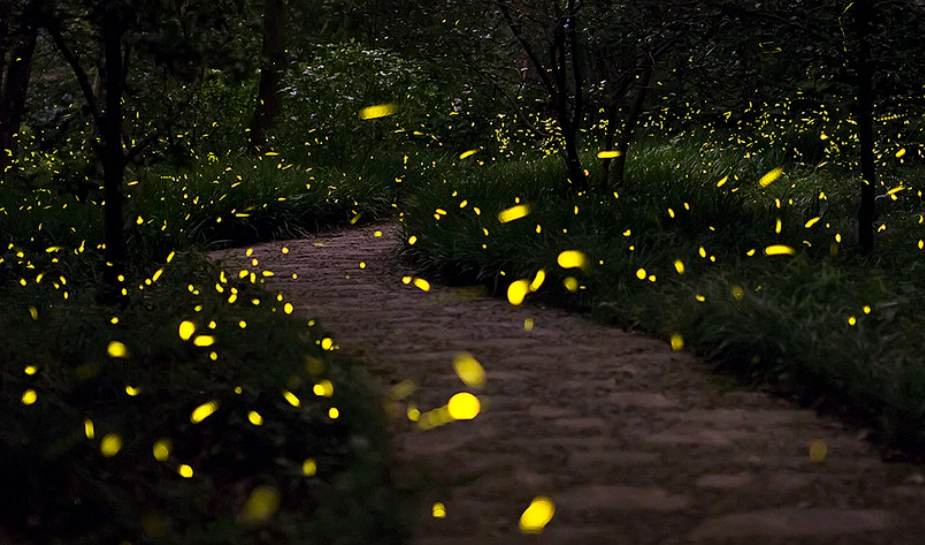 宜蘭螢火蟲