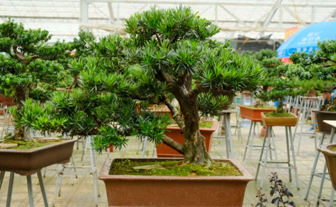 室內植物養護 室內植物養護