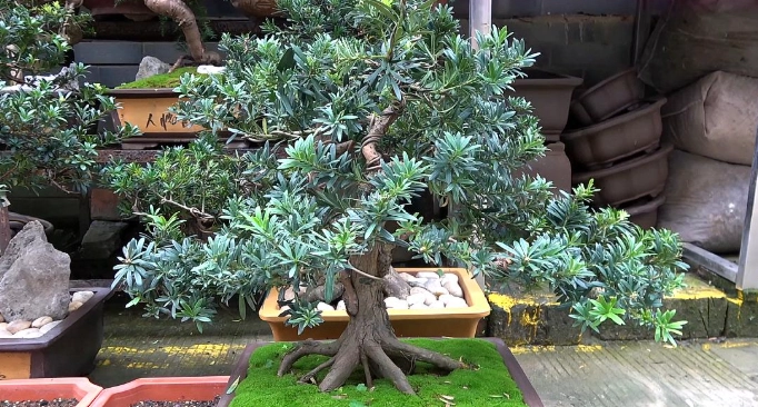 羅漢松嫁接方法