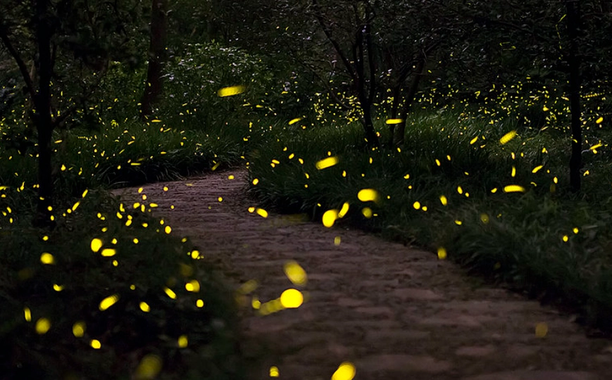 拍螢火蟲相機設定