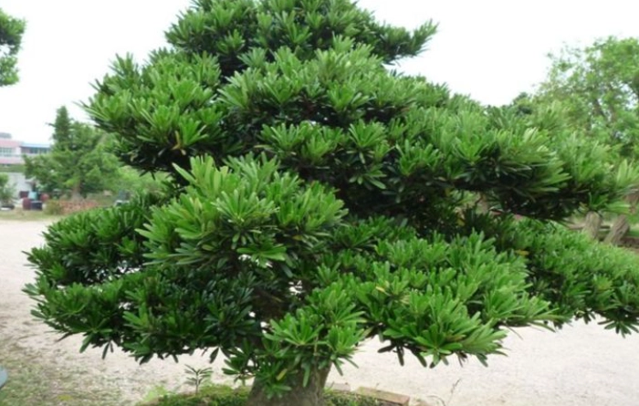 羅漢松接枝時機