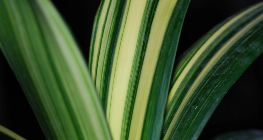 羅漢松施肥時機