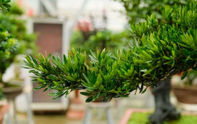 盆栽澆水技巧 盆栽澆水技巧