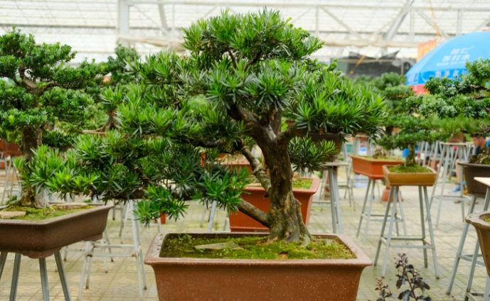 羅漢松接枝時機