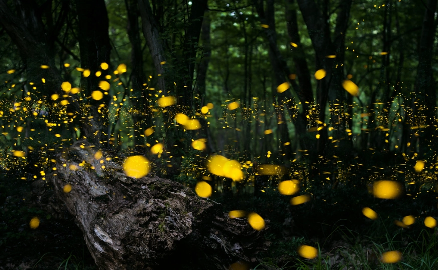 螢火蟲攝影色溫