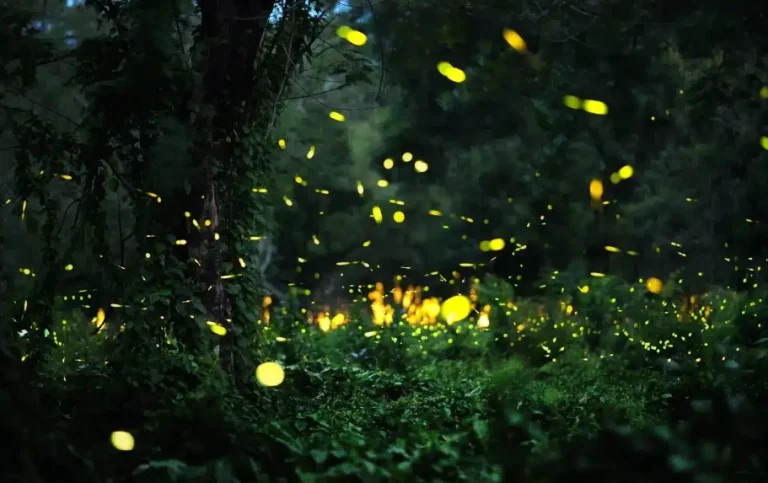 那瑪夏螢火蟲接駁車