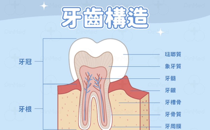琺瑯質修復 琺瑯質修復