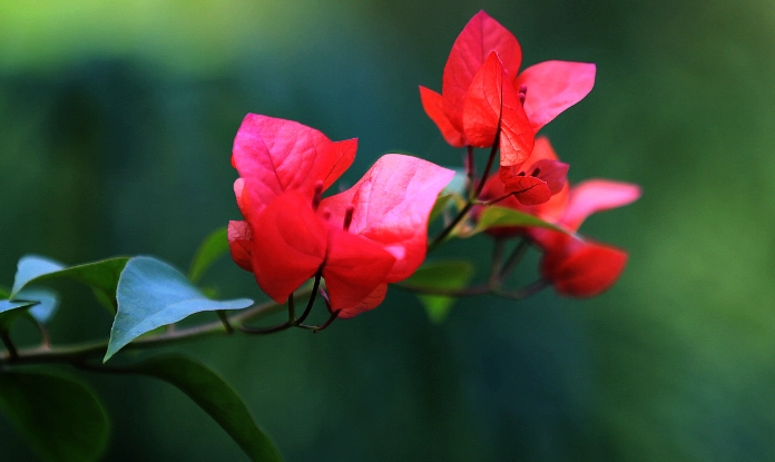 九重葛 不開花 九重葛 不開花