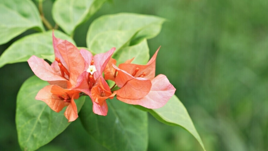 九重葛 不開花 九重葛 不開花