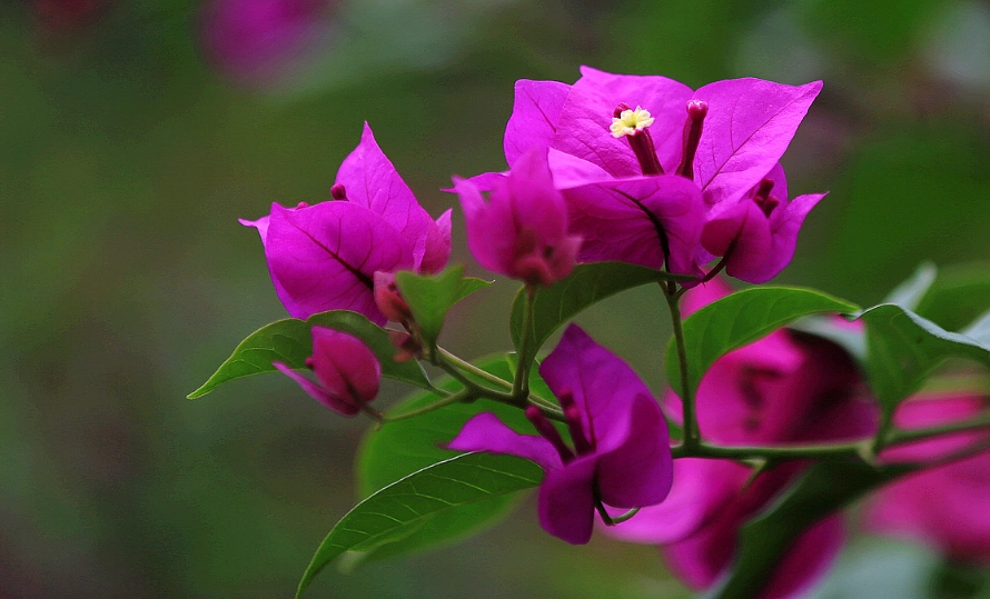 火炬九重葛 品種 火炬九重葛 品種
