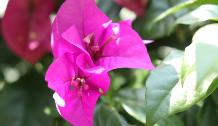 九重葛 修剪 九重葛 修剪