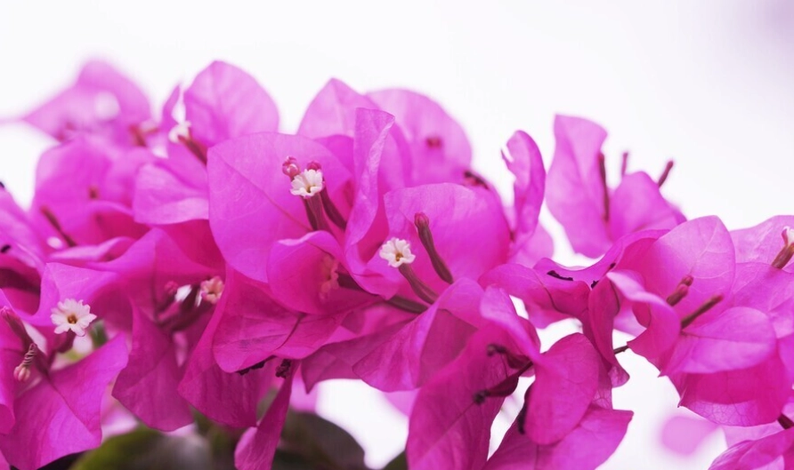 火炬九重葛 品種 火炬九重葛 品種