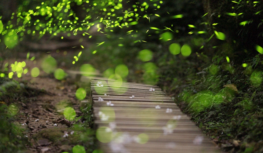 螢火蟲拍攝技巧