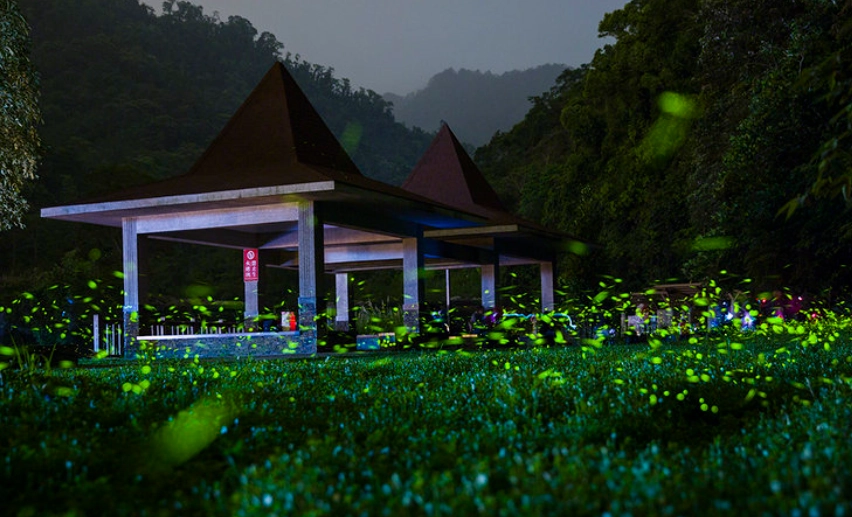 螢火蟲拍攝技巧